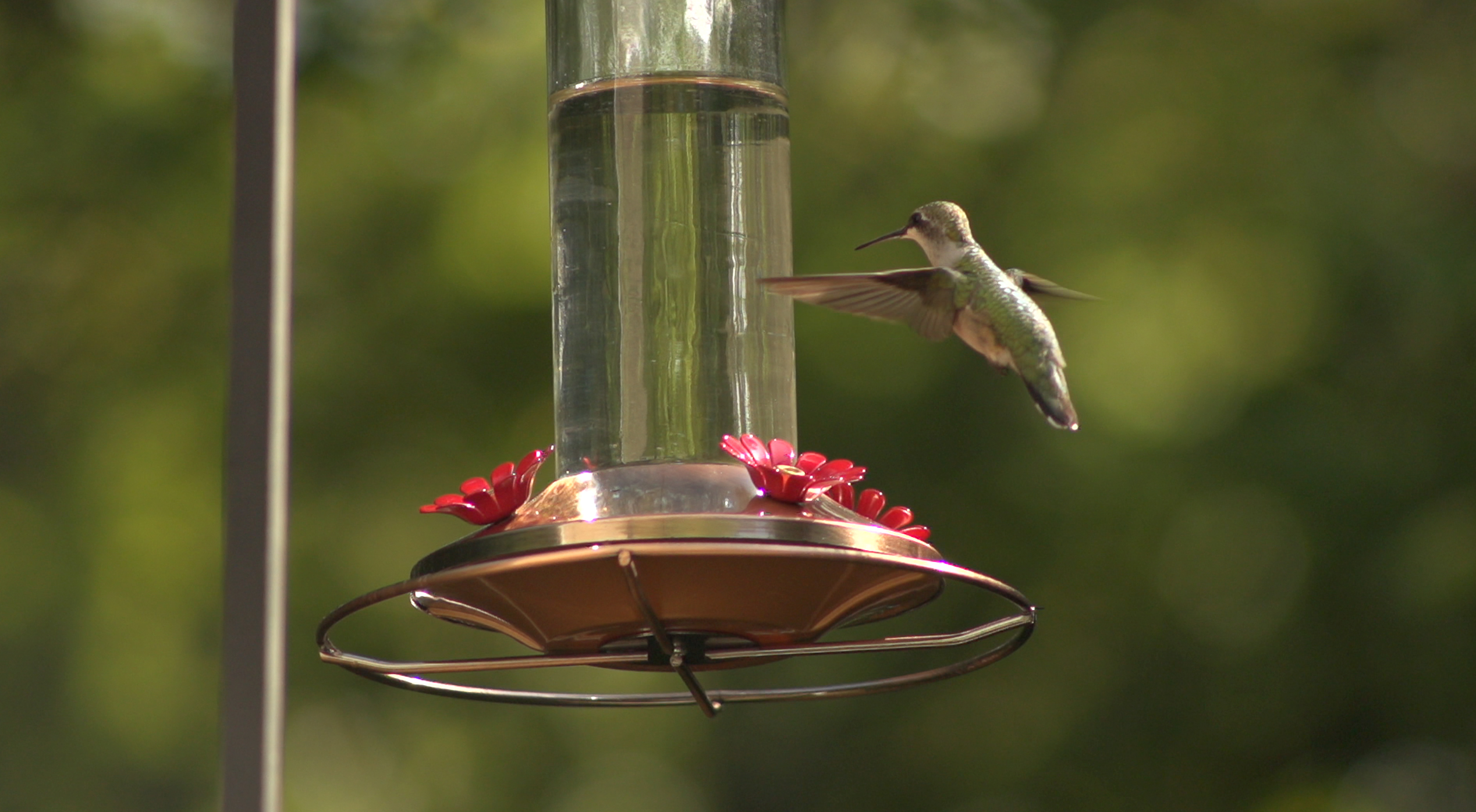 Ruby-Throated Hummingbird drinking homemade hummingbird food