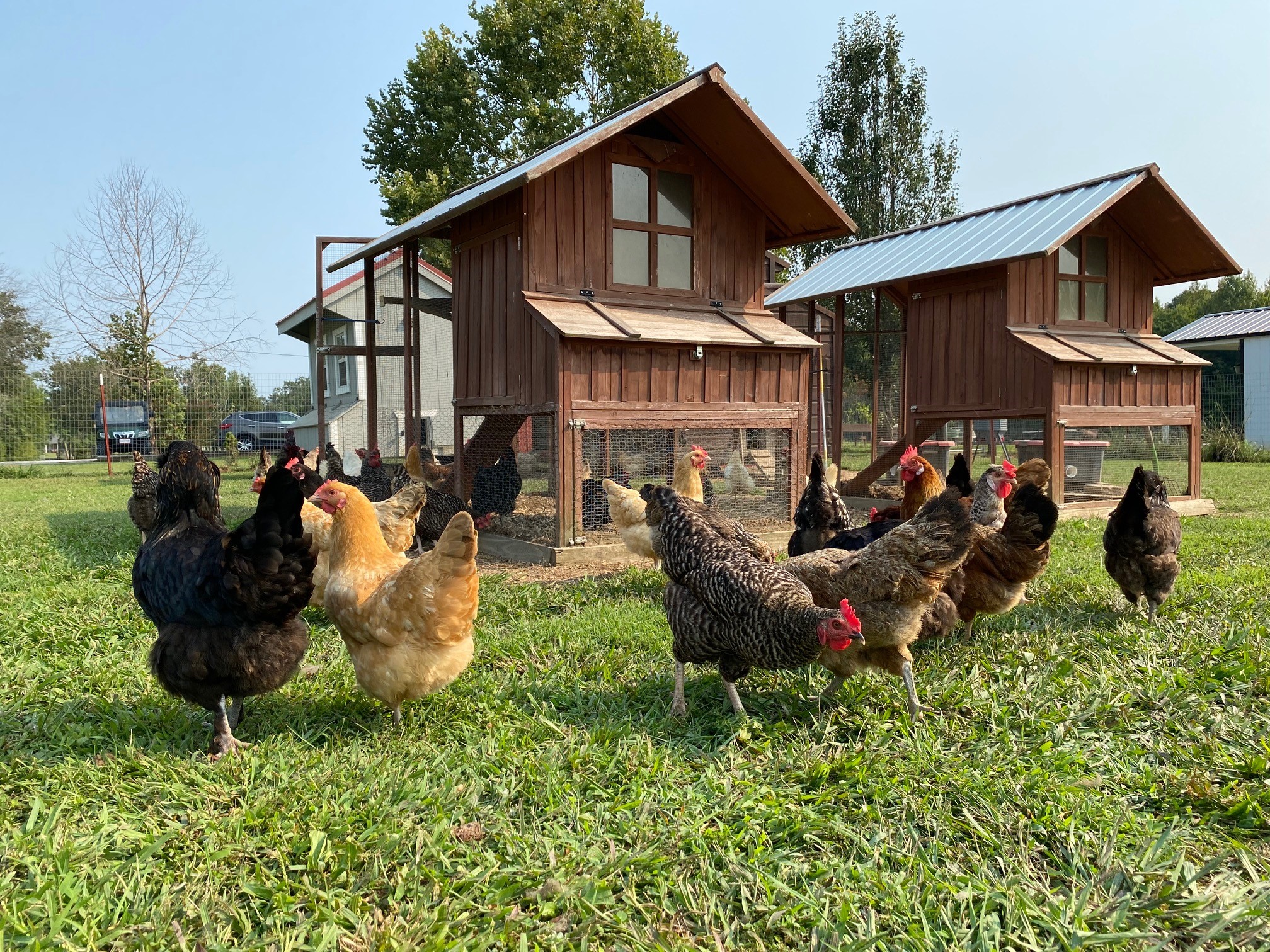 Chickens on a farm in the sunshine