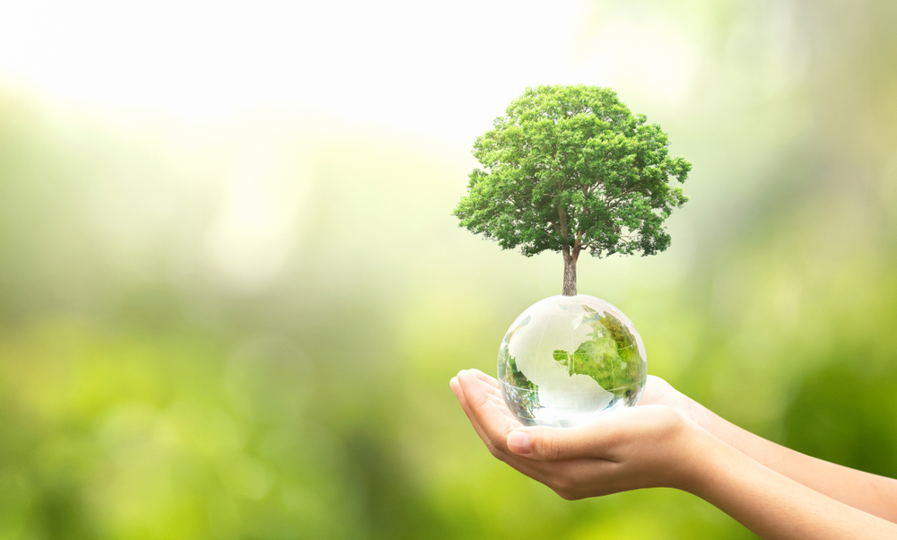 a hand holding a small tree in a glass vase